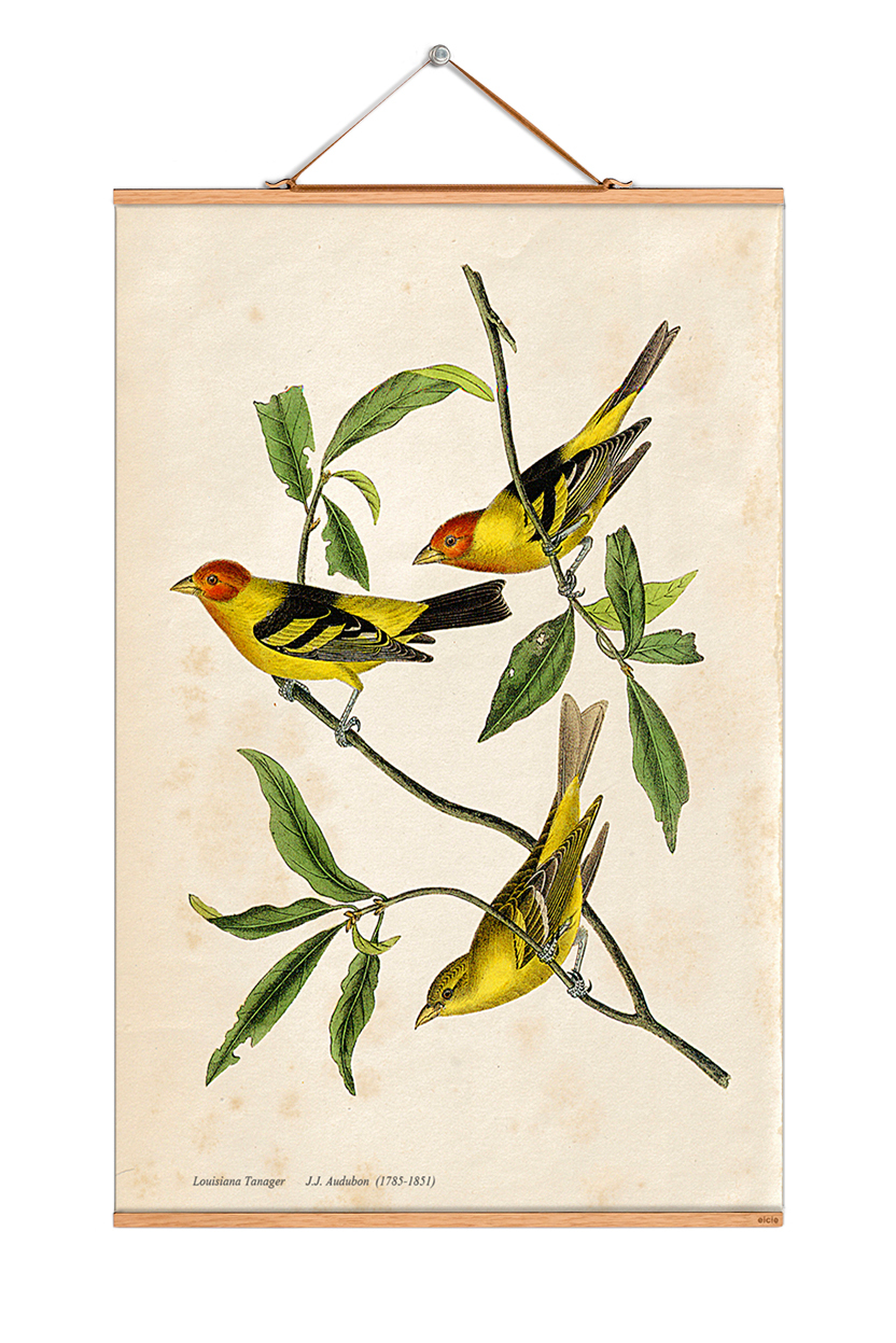 John James Audubon Poster No 116 eicie EINZELSTÜCK