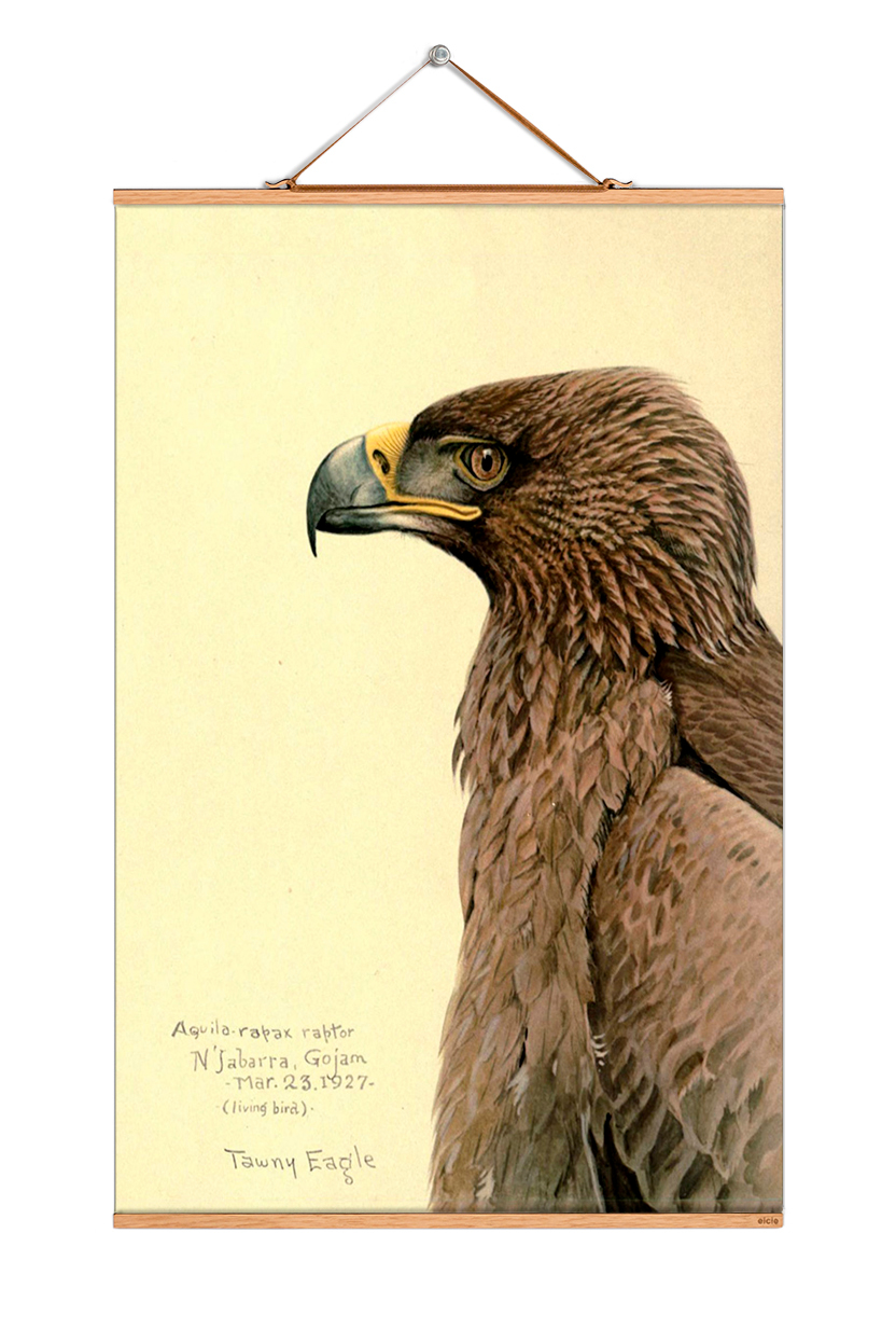 Louis Agassiz Fuertes Poster No 218 eicie EINZELSTÜCK