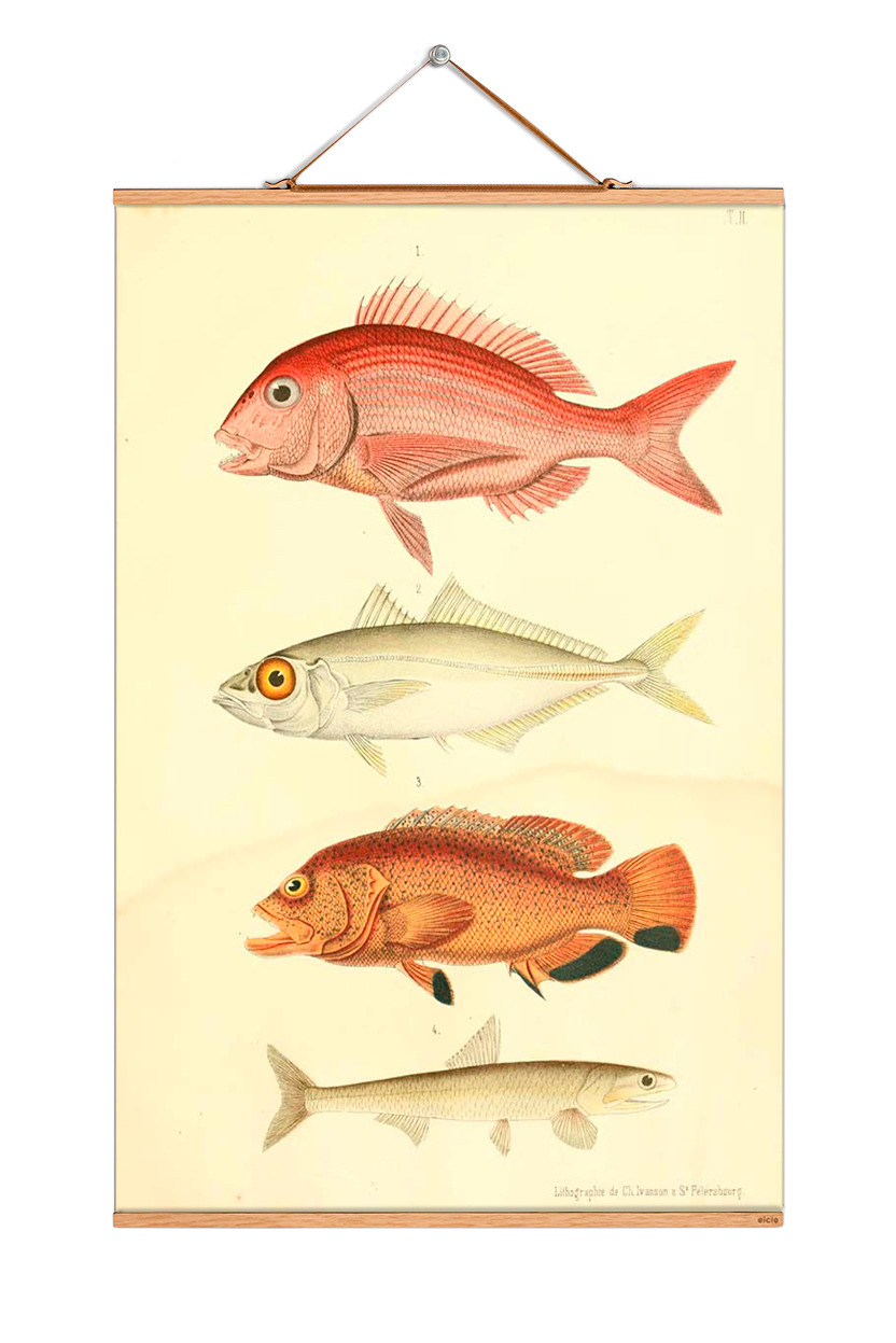 Fish Poster No 66 eicie EINZELSTÜCK