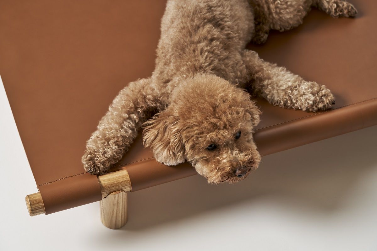 Brauner Pudel entspannt auf dem Berberé Hundebett von Opinion Ciatti, tragbares Hundebett aus Leder.