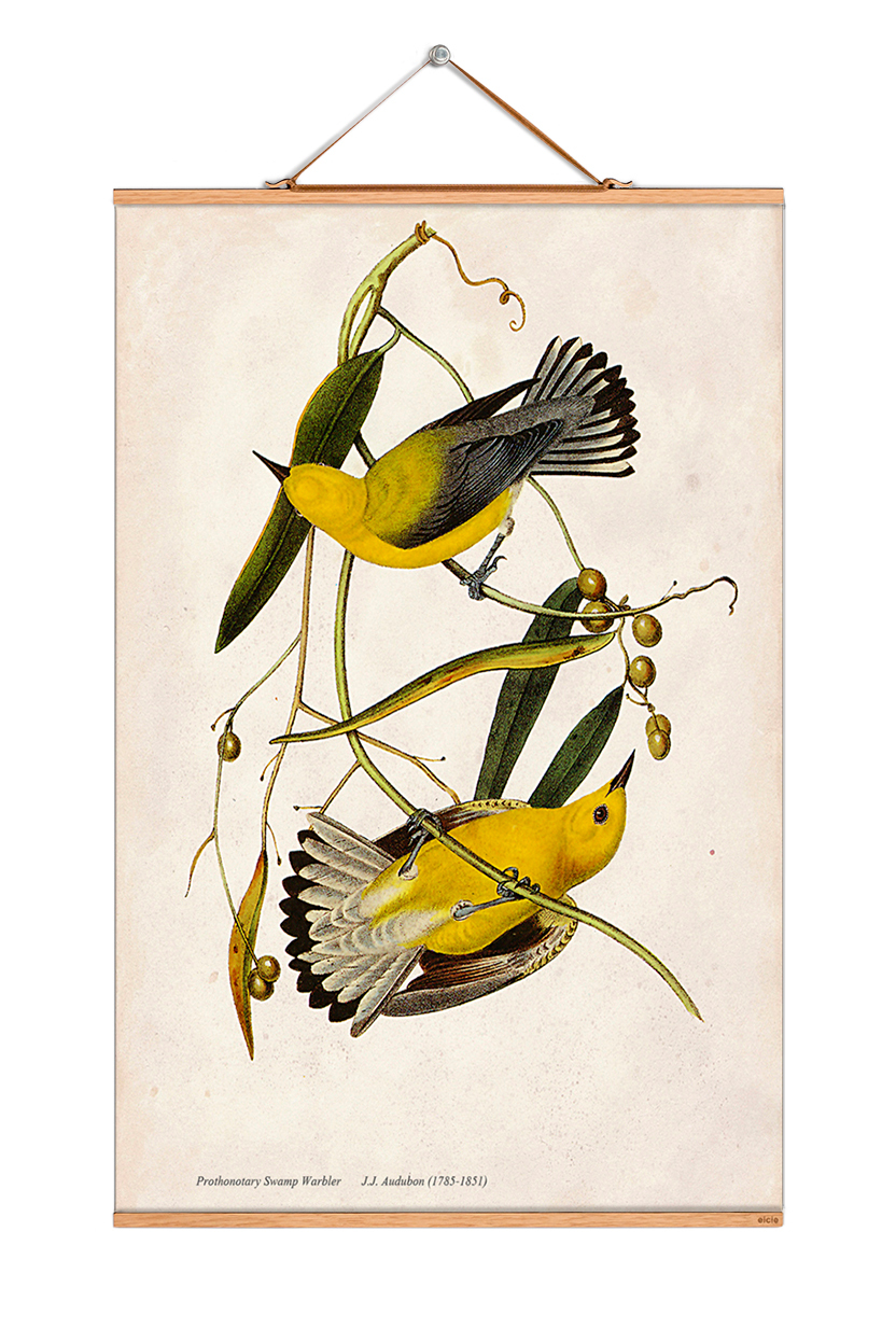John James Audubon Poster No 69 eicie EINZELSTÜCK