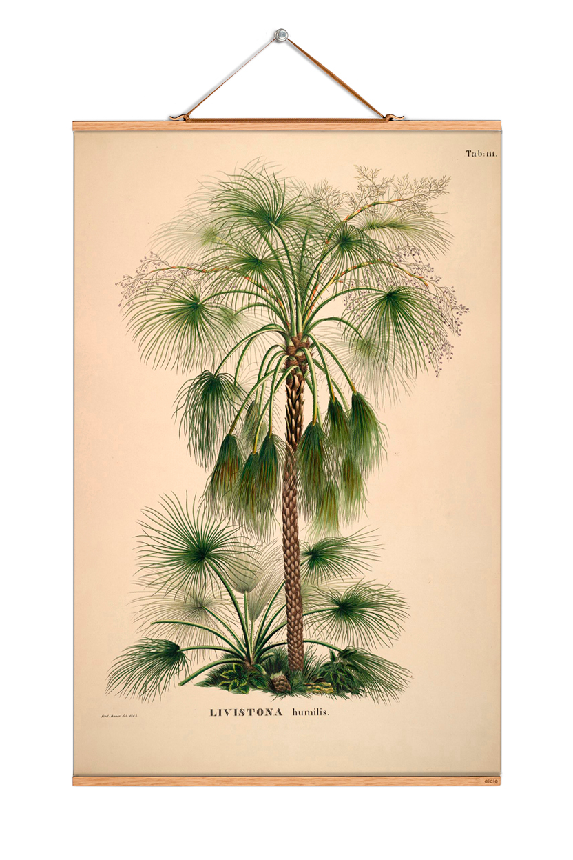 Palm Trees South America Poster No 89 eicie EINZELSTÜCK