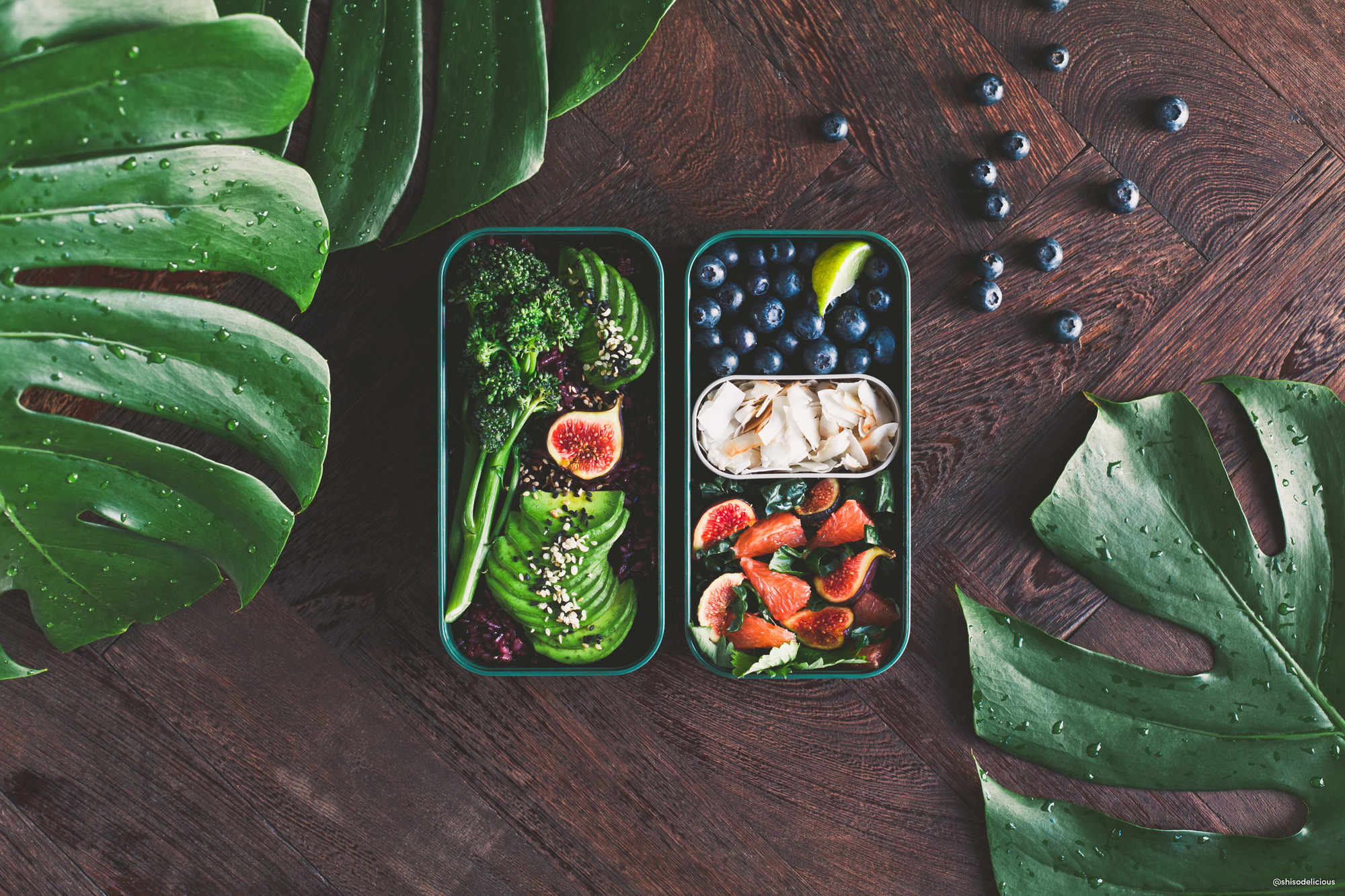 MB Original Jungle Lunch Box Monbento EINZELSTÜCK