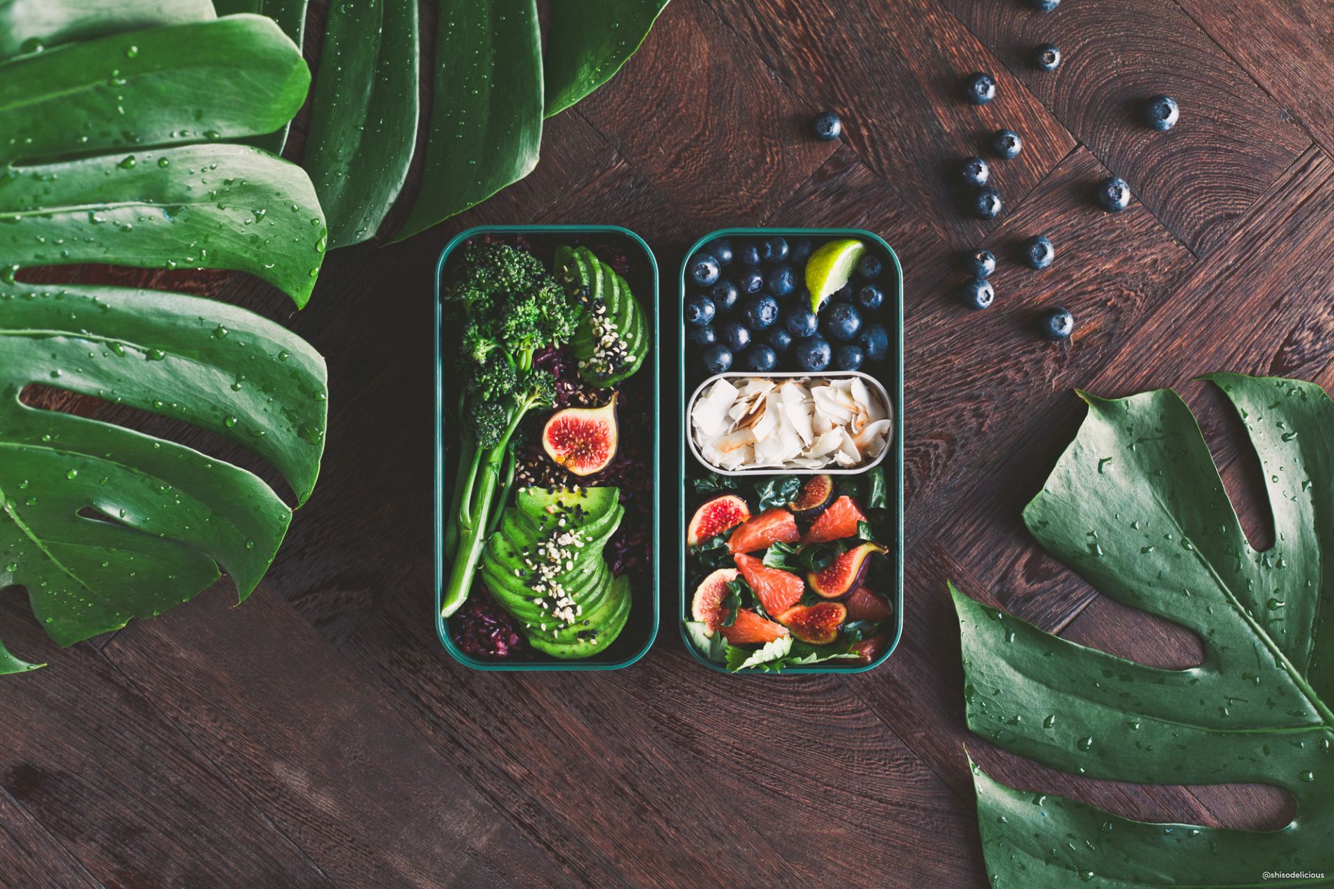MB Original Jungle Lunch Box Monbento EINZELSTÜCK